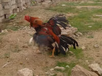 Chickens — 6-rasm