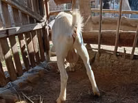 Cabro, Saanen goat — foto 2