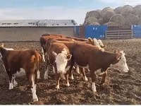 Vaca, Simmental cattle — foto 2