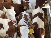 Qoramol (partiya, jinsi ko‘rsatilmagan), Simmental cattle — 4-rasm