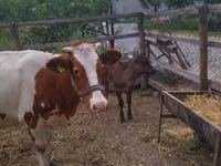 母牛, Swiss cattle — 照片 1