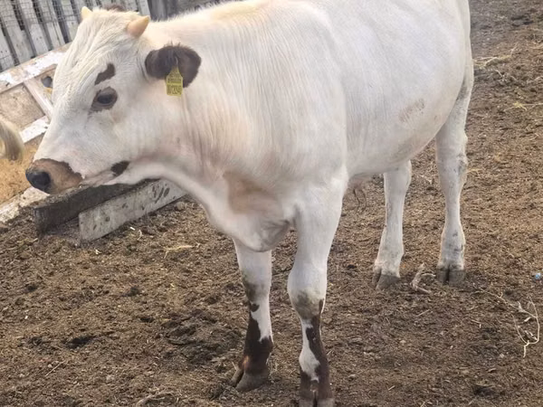 公牛, Cattle — 哈萨克斯坦
