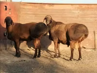 Carnero, Rhon sheep — foto 5