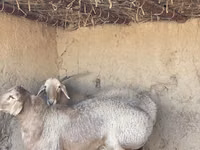Schafe (Partie, Geschlecht nicht angegeben), Arashan sheep — Foto 1