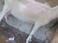 Cabra, Alpine goat — foto 6