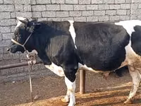 ثور, Russian Black pied cattle — الصورة 1