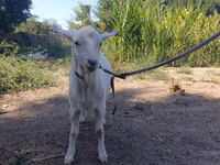 Ешкі, Saanen goat — 5-сурет