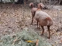 Oveja, Hissar sheep — foto 2