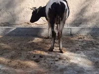 Kuh, Russian Black pied cattle — Foto 2