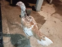 Chickens — 照片 4
