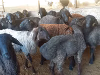 Ram, Sheep — photo 4