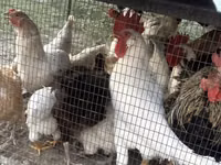 Chickens — الصورة 3