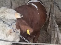 Rinder (Partie, Geschlecht nicht angegeben), Simmental cattle — Foto 3