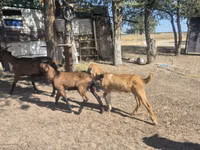 Cabra, Nubian Goat — foto 5