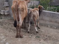 母牛, Cattle — 照片 3