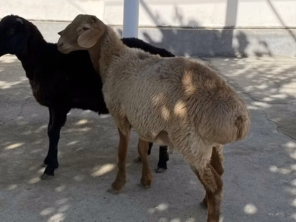 Кочкор, Койлор