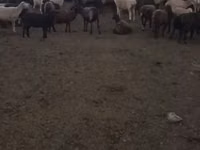 Schaf, Edilbay sheep — Foto 7