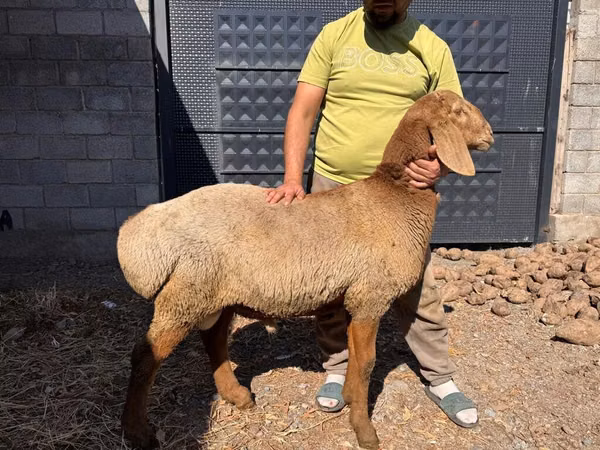 Qoʻchqor, Arashan sheep