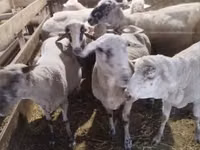 母羊, Sheep — 照片 1
