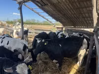 公牛, Holstein breed — 照片 3