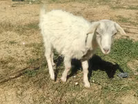 母山羊, Goats — 照片 4