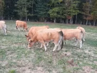 Kuh, Aubrac cattle — Foto 3