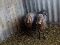 Sheep, Arashan sheep — photo 7