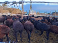 نعجة, Edilbay sheep — الصورة 4