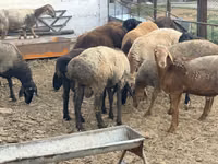 Qoʻchqor, Rhon sheep — 1-rasm