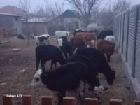 كبش, الأغنام — الصورة 2