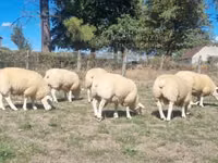 Widder, Texel sheep — Foto 2