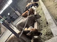 Bull, Cattle — photo 4