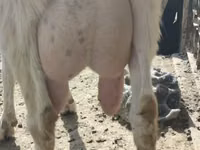 Cabra, Saanen goat — foto 2