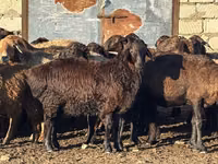 Schaf, Edilbay sheep — Foto 1