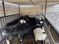 كبش, Rhon sheep — الصورة 4