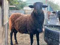 Qoʻchqor, Romanov sheep — 2-rasm