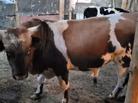 公牛, Swiss cattle — 照片 1
