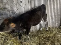 母牛, Cattle — 照片 5