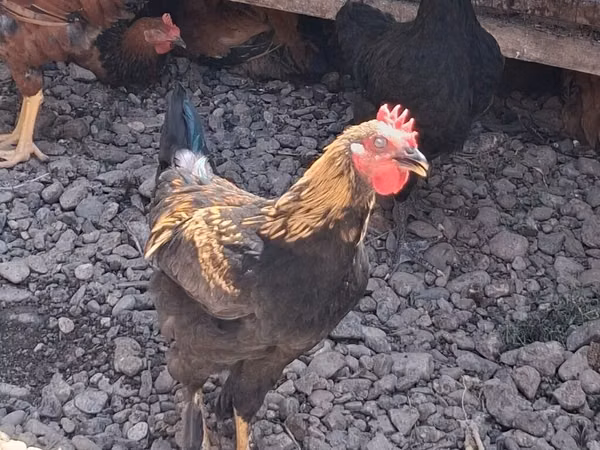 Chickens — Kirgisistan