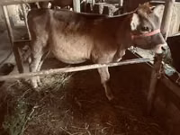 Уй, Алатоонун тукуму — сүрөт 8