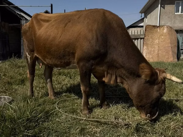母牛, Cattle — 吉尔吉斯斯坦