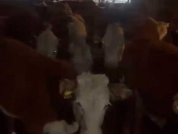 母牛, Kazakh White-headed cow — 哈萨克斯坦