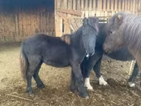 Mare, Shetland Pony — photo 1