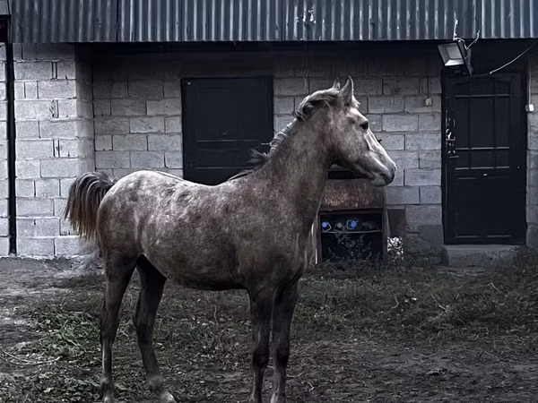 Ат, Аттар — Казакстан