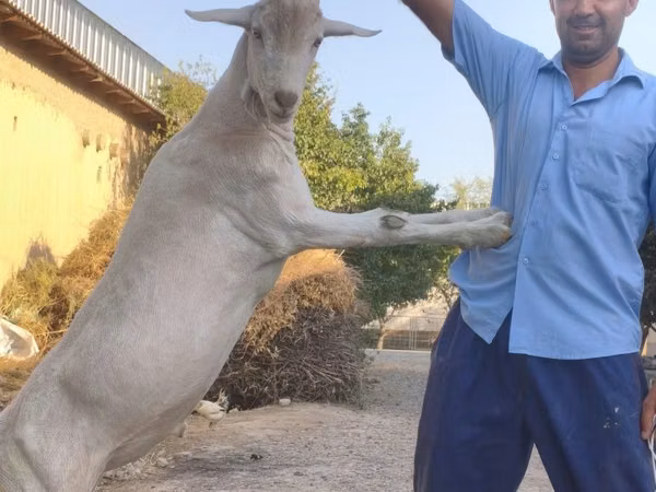 Cabro, Saanen goat