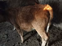 母牛, Swiss cattle — 照片 4