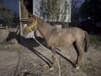 घोड़ा, Kazakh horse — फ़ोटो 5