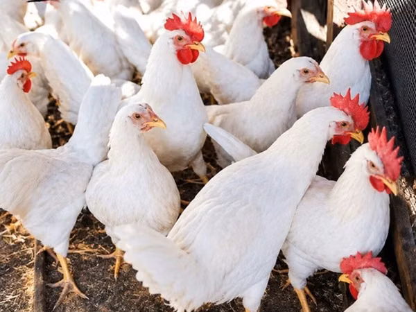 Leghorn