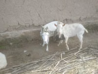 Ziege, Alpine goat — Foto 1