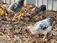 Chickens — الصورة 1